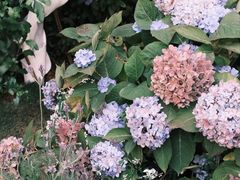 -Lamant Manor已闻花名关於蓝