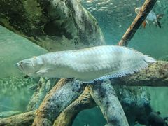 -上海海洋水族馆
