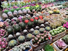 -朝来春花卉市场
