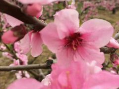 -南汇桃花村