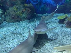 -上海海昌海洋公园