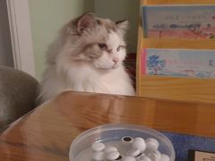 -MOYOYO猫咪咖啡店
