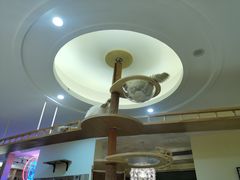 -滚猫咖啡·猫咖·猫友好撸猫(未来城店)