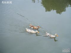 -南汇桃花村