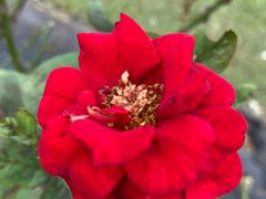 -亚龙湾国际玫瑰谷