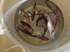 -小猫钓鱼海钓俱乐部(椰梦长廊店)