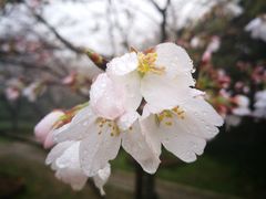-武汉大学-樱园