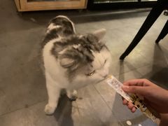 -Mr.Fox狐狸先生超级密室(南山店)