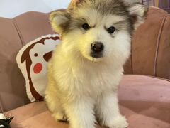 -Husky Go! 哈士奇体验馆·宠物咖啡厅狗咖