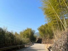 -宁波浙东大竹海景区