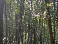 -广州市帽峰山景区