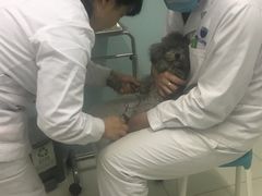 -中农大我爱我爱24h动物医院·中医针灸·猫专科·骨科医疗中心(双井店)