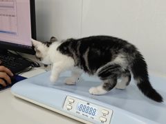 -天使宠物医院·犬猫分诊(彩虹店)