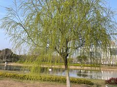 -春花秋色城市公园