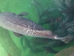 android_upload_pic-蓝湾碧波·老字号·疍家非遗海上餐厅