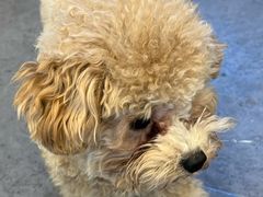 -有喵·猫咖·狗咖·40+猫狗有小奶狗(岗厦店)