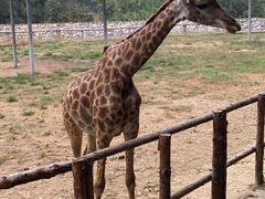 -北京野生动物园