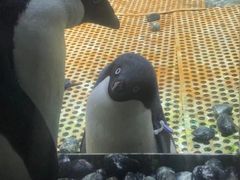 -海合安武汉极地海洋公园