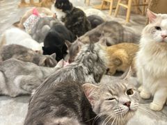 -楼上猫咖(罗湖店)
