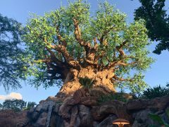 -奥兰多迪士尼动物王国乐园