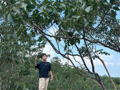 -鲁山国家森林公园