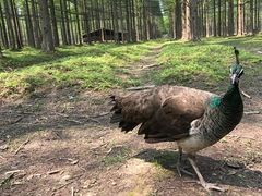 -黄海国家森林公园