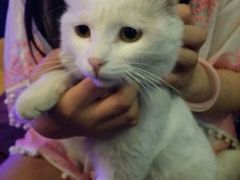 iphone_upload_pic-Sirena海妖日咖夜酒