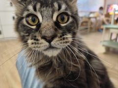 -李小姐の猫咖啡馆(五角场店)