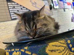 -平行世界·猫咖(首经贸店)