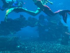 -海棠湾洲际-涛·海底餐厅·美人鱼·自助餐·海底隧道