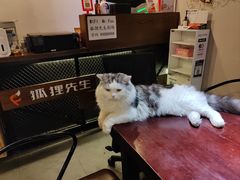 -Mr.Fox狐狸先生超级密室(南山店)