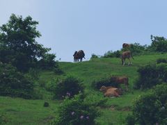 -大姆山草场