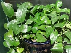 -手选潮汕鲜牛肉火锅(二七广场店)
