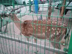 -大鹅岛绿色生态美食园
