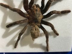 -上海昆虫博物馆