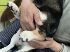 -北京观赏动物医院·24小时大型综合·猫专科·异宠专科