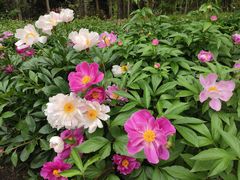 -长春公园(普阳街道)