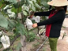 -马陆小张葡萄园农家乐