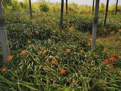 -天津东丽湖风景区