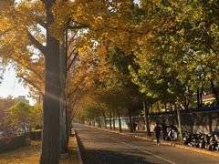 -三里屯东五街银杏大道