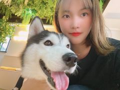 -Husky Go! 哈士奇体验馆·宠物咖啡厅狗咖