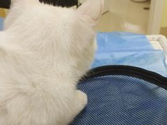 -芭比堂动物医院广州顽皮分院