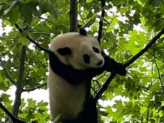 -都江堰中华大熊猫苑