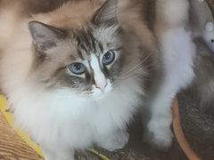 -白兔子密室(长寿路店)