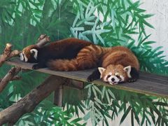 -西霞口神雕山野生动物世界