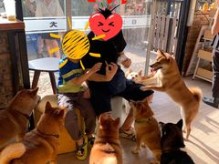 -柴犬高等学院·狗咖·柴犬售卖·宠物训练