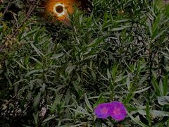 -三圣花乡旅游区