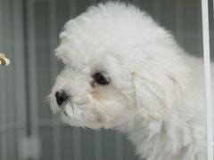 -翊宠yipet猫狗购宠庄园犬舍•猫舍