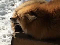 -宫城藏王狐狸村