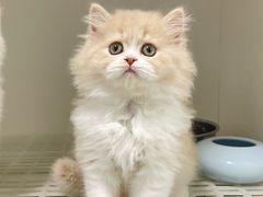 -lincat·猫舍(广州店)